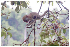 Baby vervet monkey playing on branches.