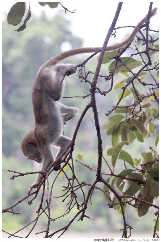 Baby vervet monkey playing on branches.