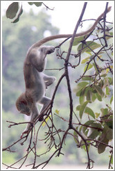 Baby vervet monkey playing on branches.