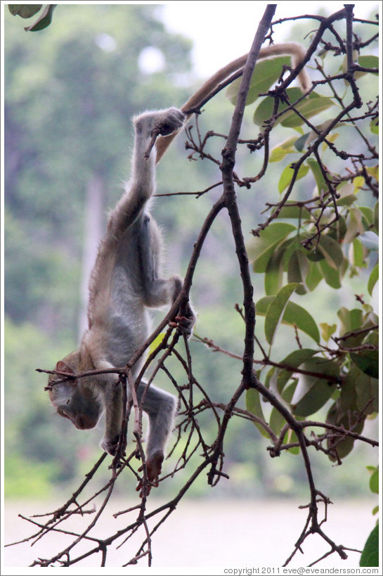 Baby vervet monkey playing on branches.