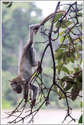 Baby vervet monkey playing on branches.