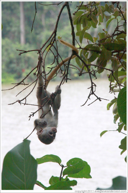 Baby vervet monkey playing on branches.