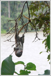 Baby vervet monkey playing on branches.