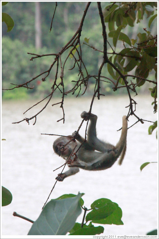 Baby vervet monkey playing on branches.