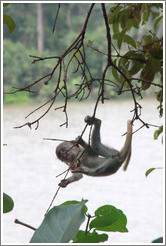 Baby vervet monkey playing on branches.