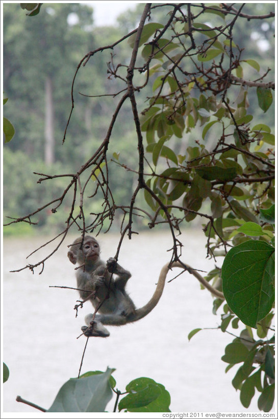 Baby vervet monkey playing on branches.