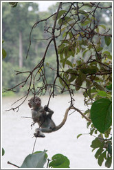 Baby vervet monkey playing on branches.