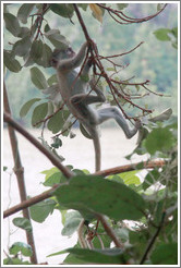 Baby vervet monkey playing on branches.