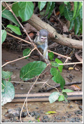 Baby vervet monkey playing on branches.