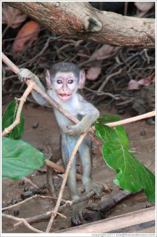 Baby vervet monkey standing upright.