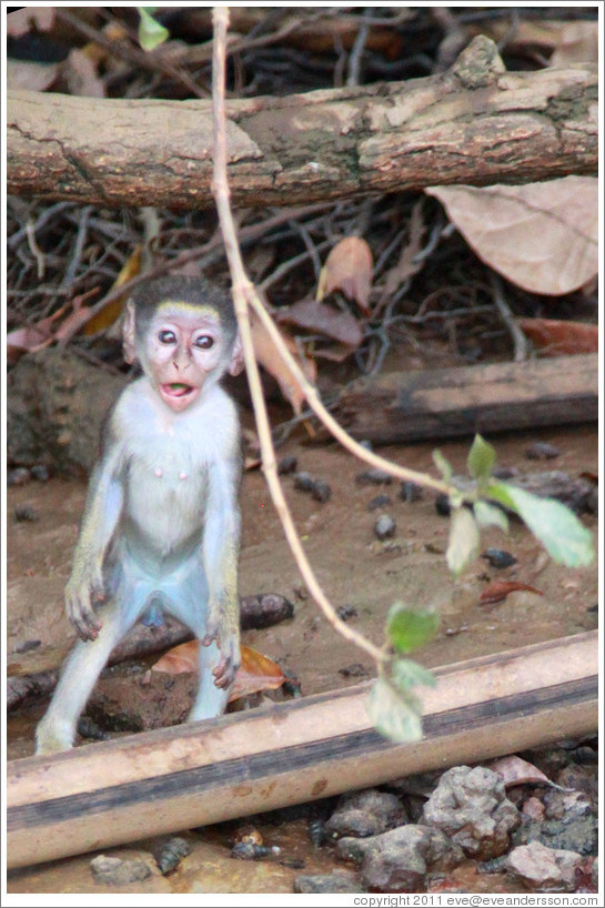 Baby vervet monkey standing upright.