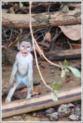 Baby vervet monkey standing upright.