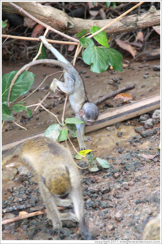 Baby and adult vervet monkeys.