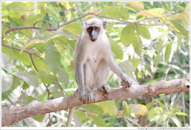 Vervet monkey.