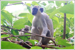 Mother and child vervet monkeys.