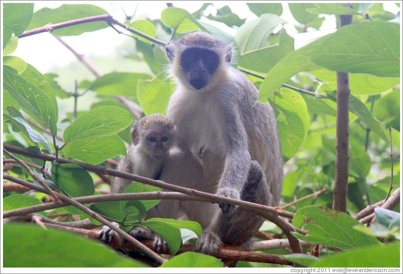 Mother and child vervet monkeys.