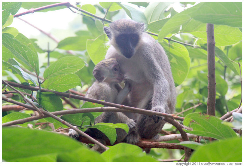 Mother and child vervet monkeys.