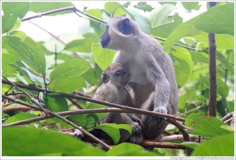 Mother and child vervet monkeys.