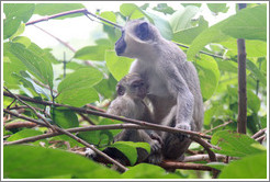 Mother and child vervet monkeys.