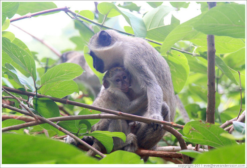 Mother and child vervet monkeys.