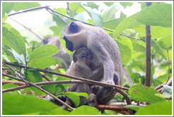 Mother and child vervet monkeys.