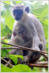 Mother and child vervet monkeys.