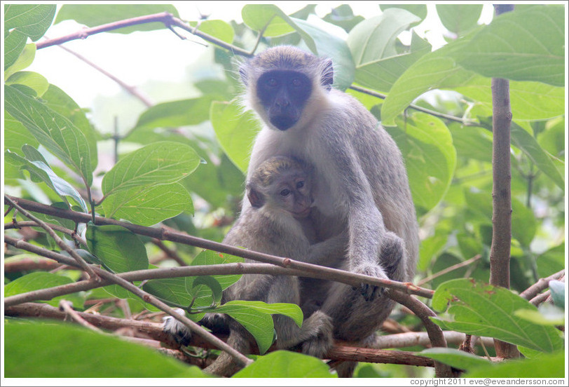 Mother and child vervet monkeys.