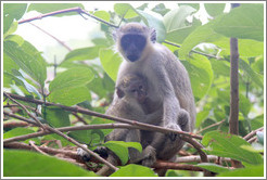 Mother and child vervet monkeys.