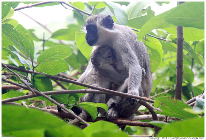 Mother and child vervet monkeys.