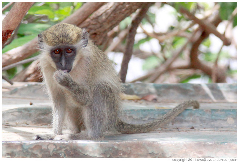 Vervet monkey on overturned boat.