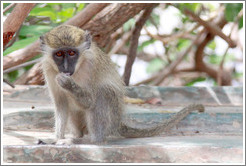 Vervet monkey on overturned boat.