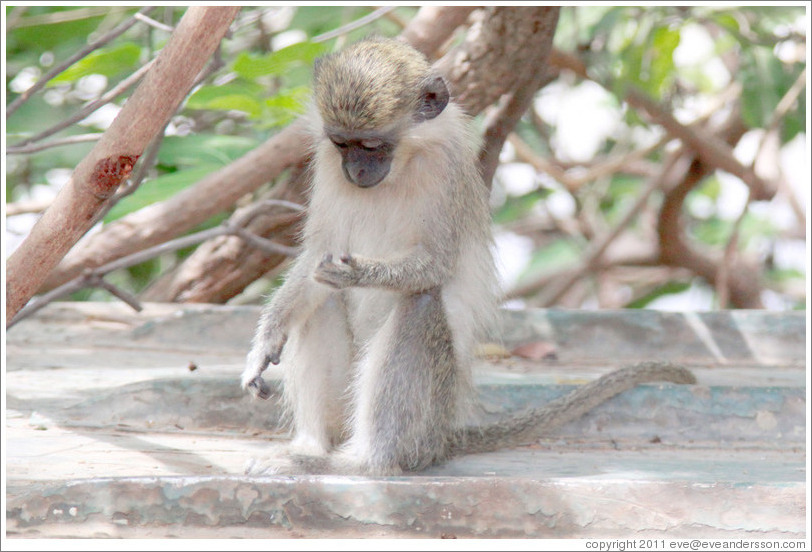 Vervet monkey on overturned boat.