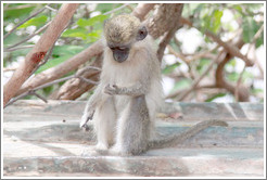 Vervet monkey on overturned boat.