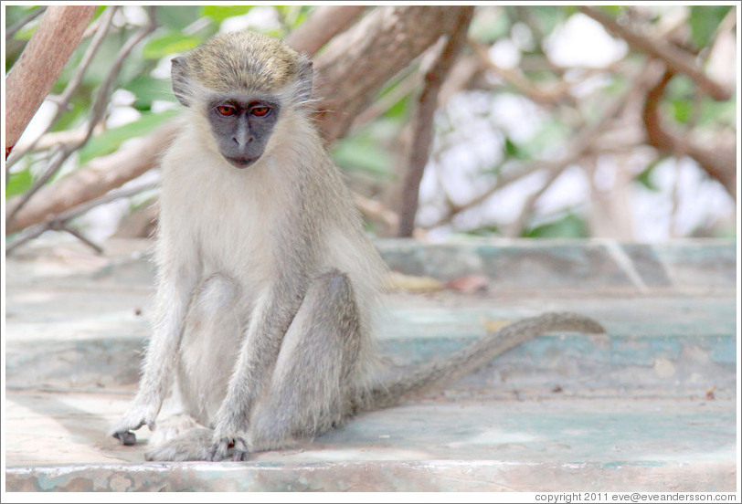 Vervet monkey on overturned boat.