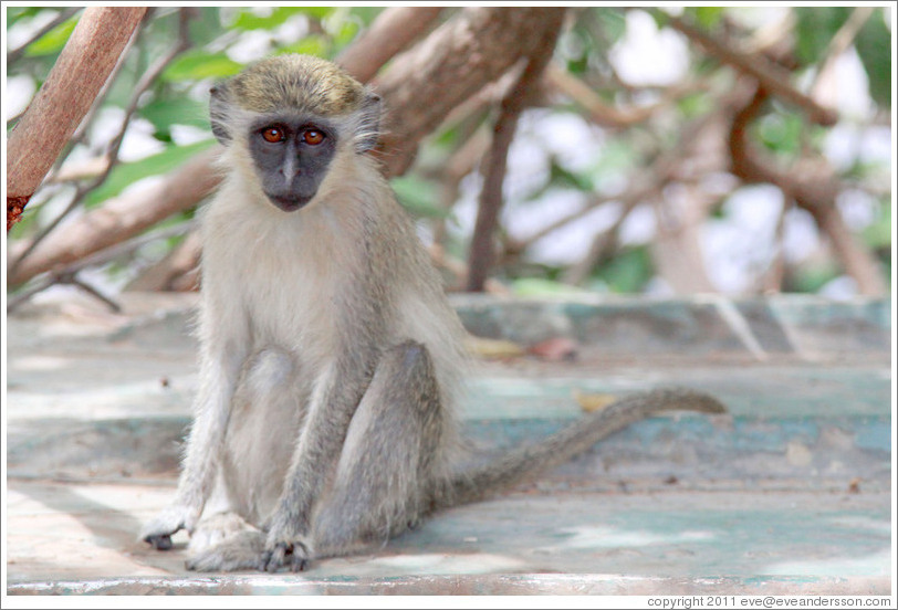 Vervet monkey on overturned boat.