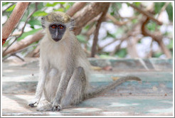 Vervet monkey on overturned boat.