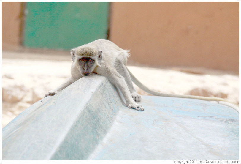 Vervet monkey on overturned boat.