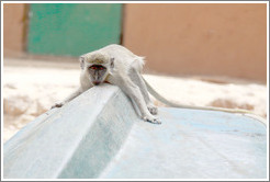 Vervet monkey on overturned boat.