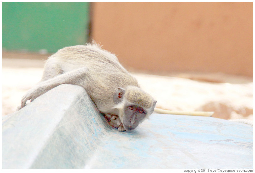 Vervet monkey on overturned boat.