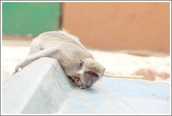 Vervet monkey on overturned boat.