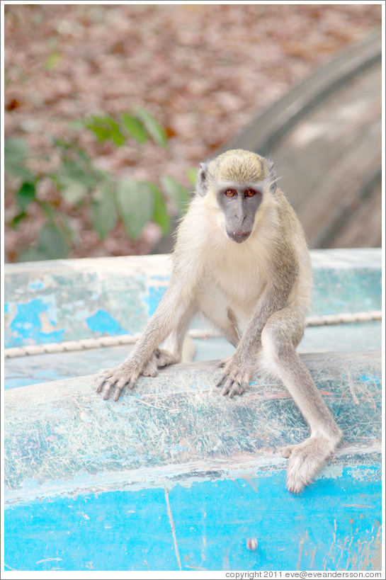 Vervet monkey on overturned boat.