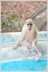 Vervet monkey on overturned boat.