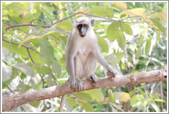 Vervet monkey.
