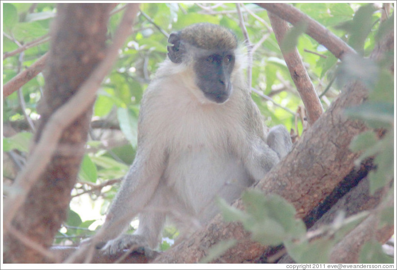 Vervet monkey with ear torn in a fight.