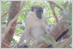 Vervet monkey with ear torn in a fight.