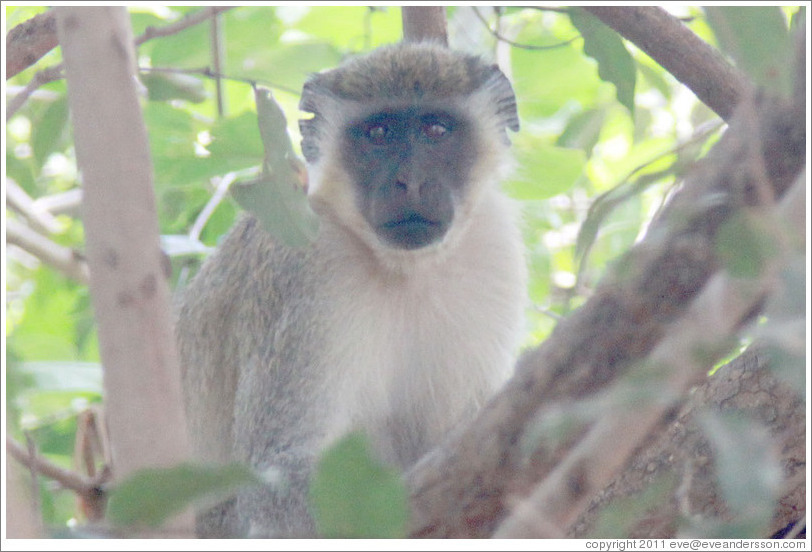 Vervet monkey with ear torn in a fight.