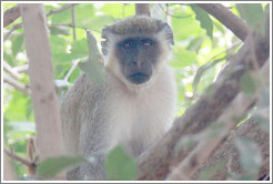 Vervet monkey with ear torn in a fight.