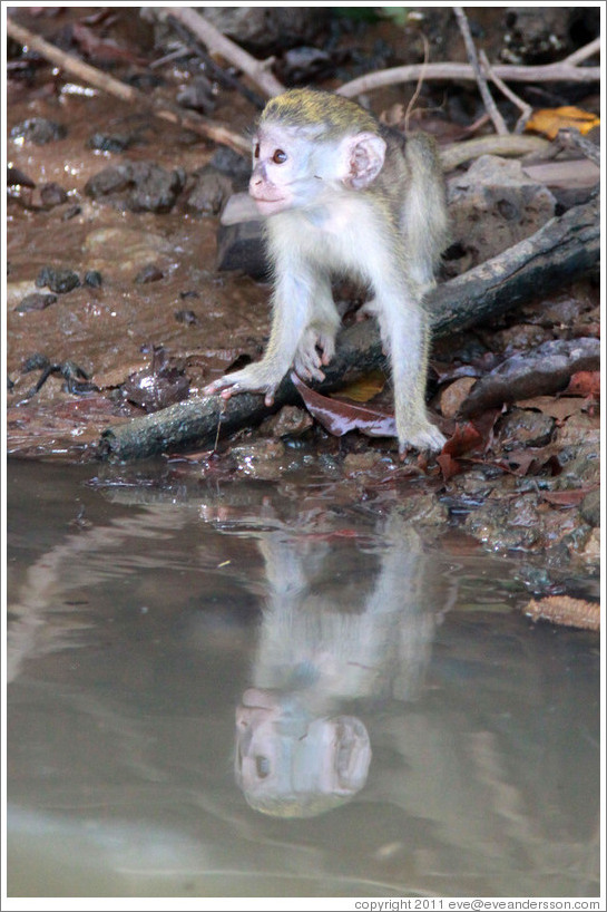 Young vervet monkey reflected in the River Gambia.