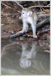 Young vervet monkey reflected in the River Gambia.