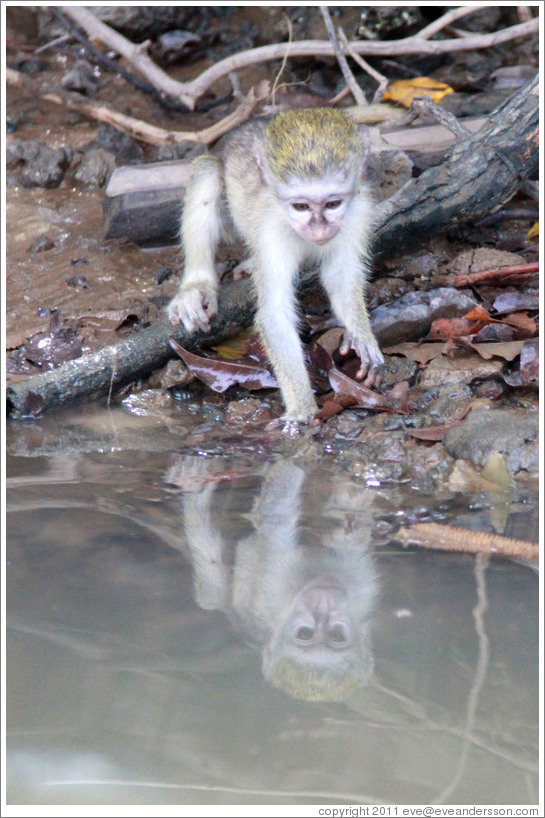 Young vervet monkey reflected in the River Gambia.